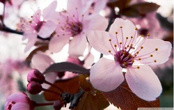 Flores de Bach Cherry plum Temor a perder control