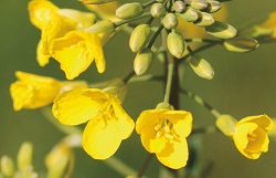 Flores de Bach Mustard – Tristeza y Alegria