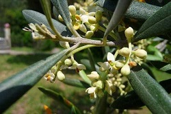 Flores de Bach: Olive – Agotamiento